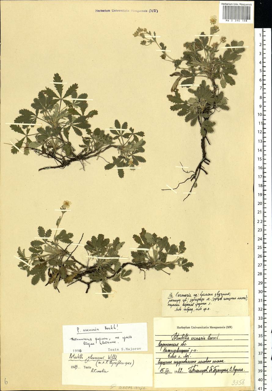 Potentilla cinerea subsp. incana (G. Gaertn., B. Mey. & Scherb.) Asch., Eastern Europe, Central forest-and-steppe region (E6) (Russia)