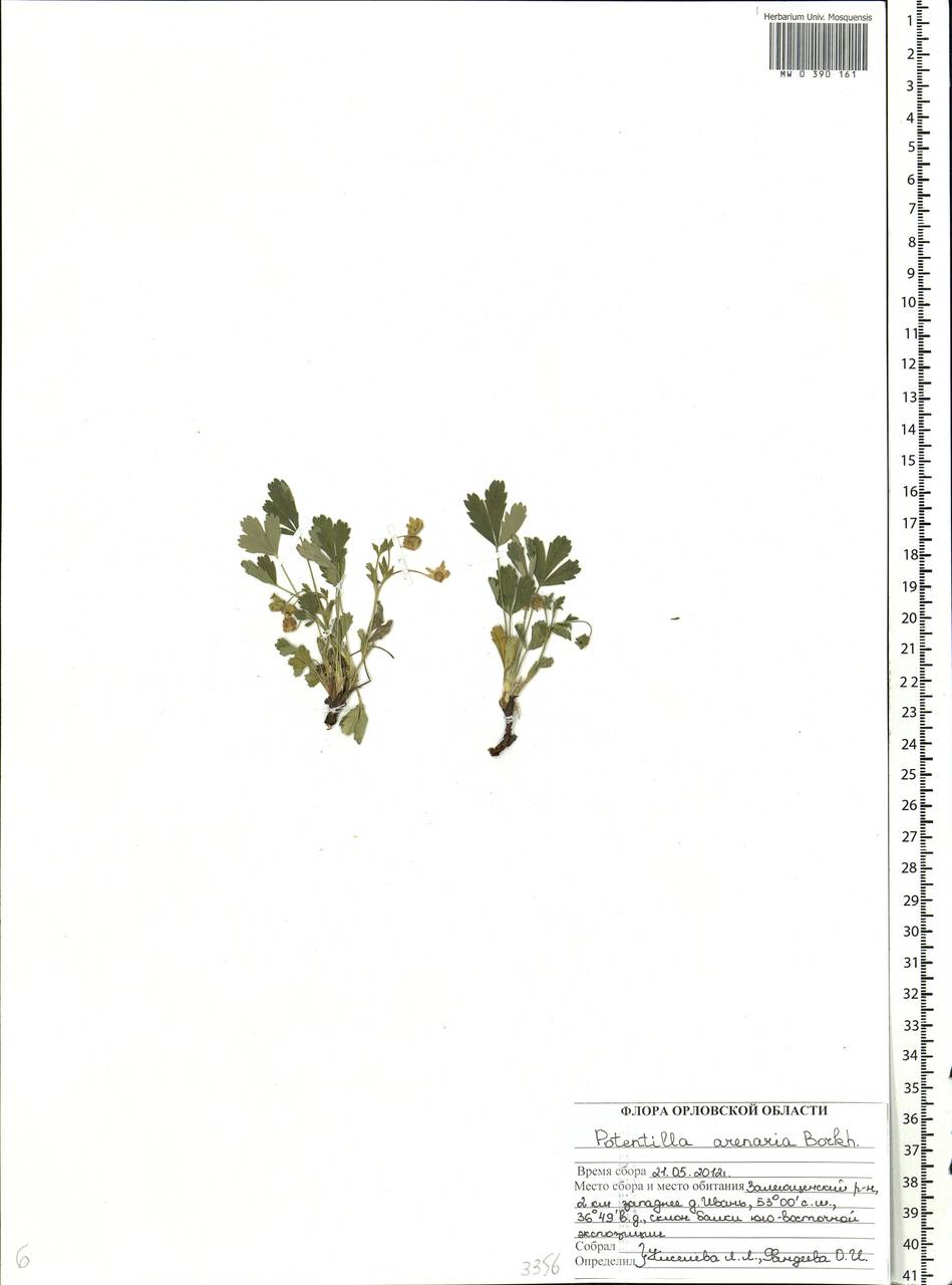 Potentilla cinerea subsp. incana (G. Gaertn., B. Mey. & Scherb.) Asch., Eastern Europe, Central forest-and-steppe region (E6) (Russia)