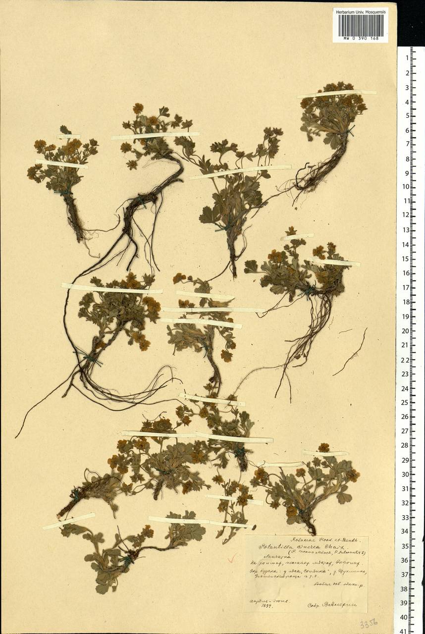 Potentilla cinerea subsp. incana (G. Gaertn., B. Mey. & Scherb.) Asch., Eastern Europe, Central forest-and-steppe region (E6) (Russia)