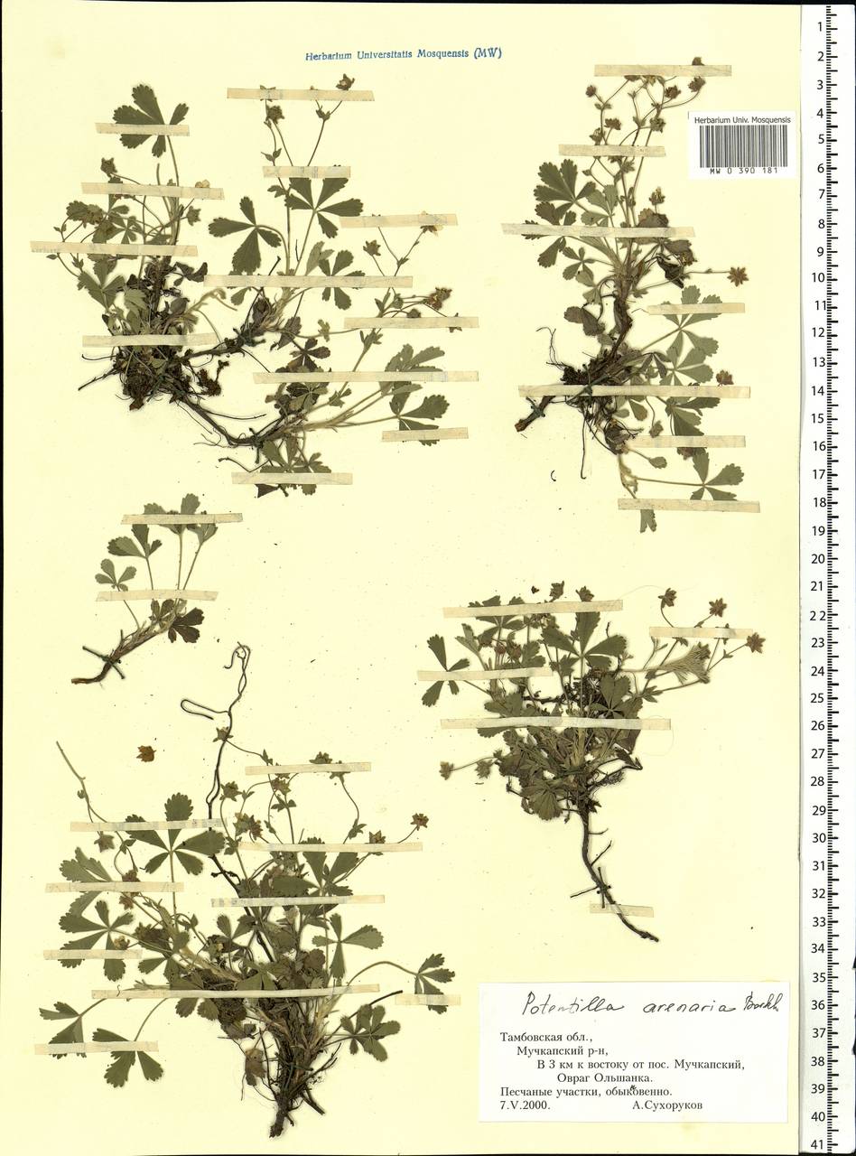 Potentilla cinerea subsp. incana (G. Gaertn., B. Mey. & Scherb.) Asch., Eastern Europe, Central forest-and-steppe region (E6) (Russia)