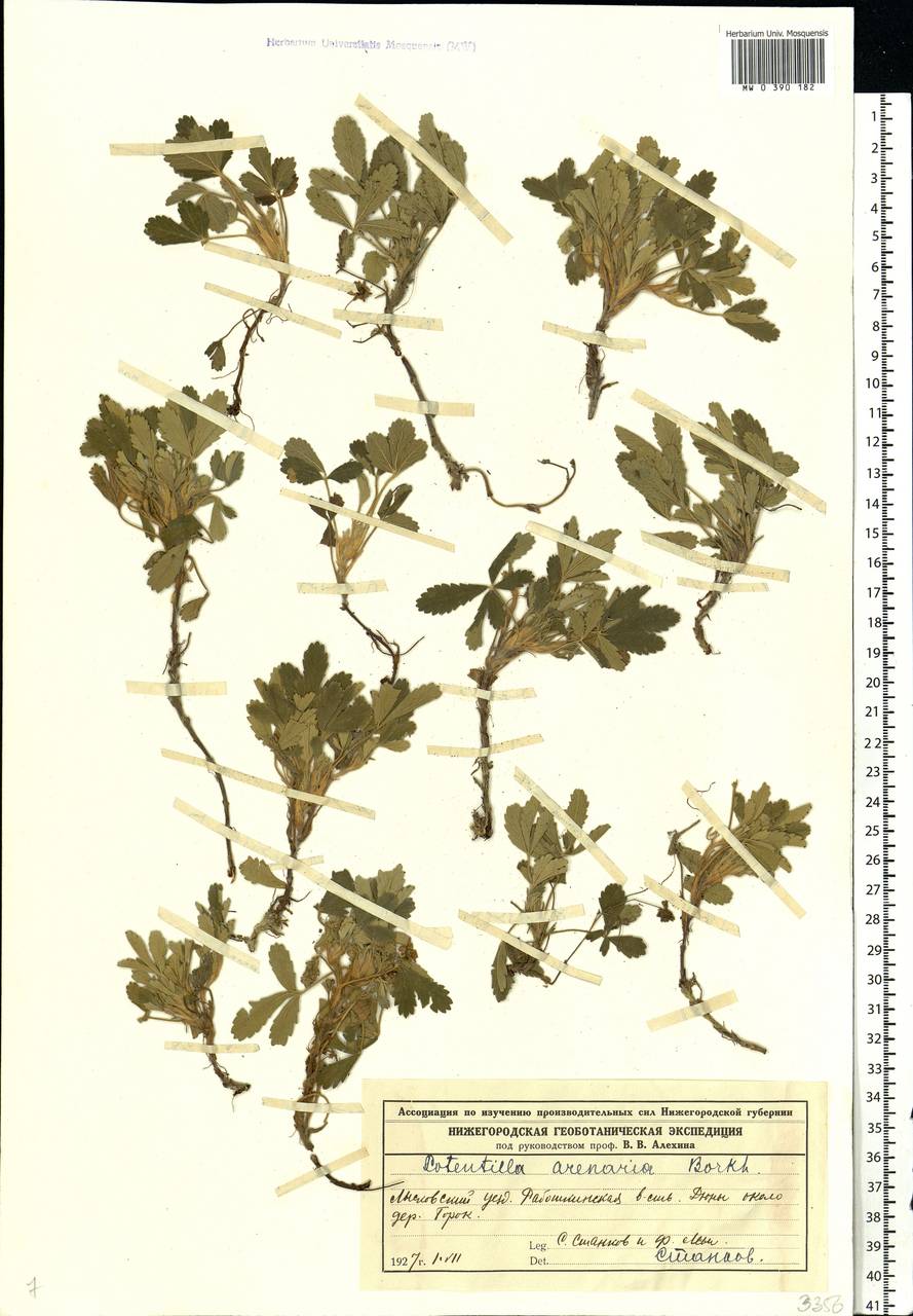Potentilla cinerea subsp. incana (G. Gaertn., B. Mey. & Scherb.) Asch., Eastern Europe, Volga-Kama region (E7) (Russia)