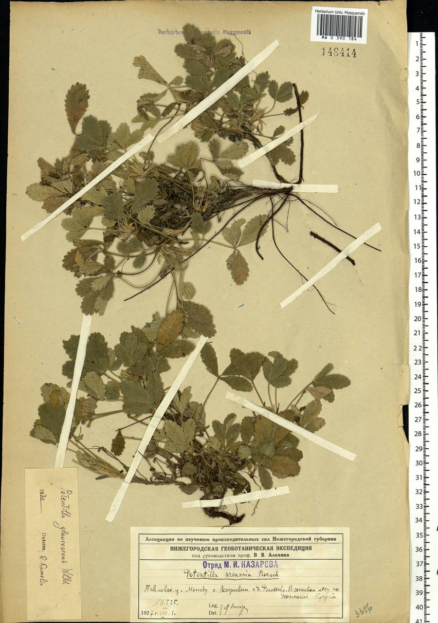 Potentilla cinerea subsp. incana (G. Gaertn., B. Mey. & Scherb.) Asch., Eastern Europe, Volga-Kama region (E7) (Russia)
