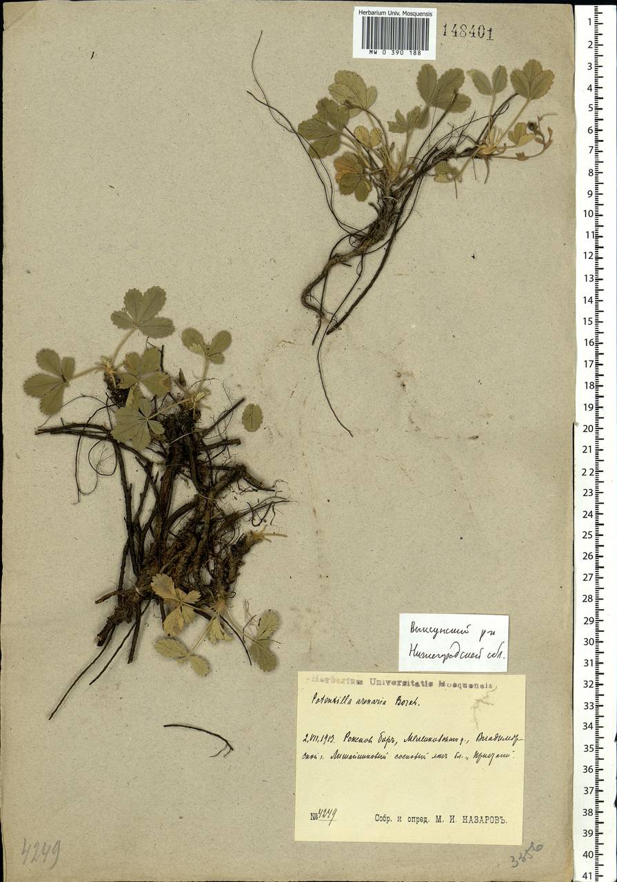 Potentilla cinerea subsp. incana (G. Gaertn., B. Mey. & Scherb.) Asch., Eastern Europe, Volga-Kama region (E7) (Russia)