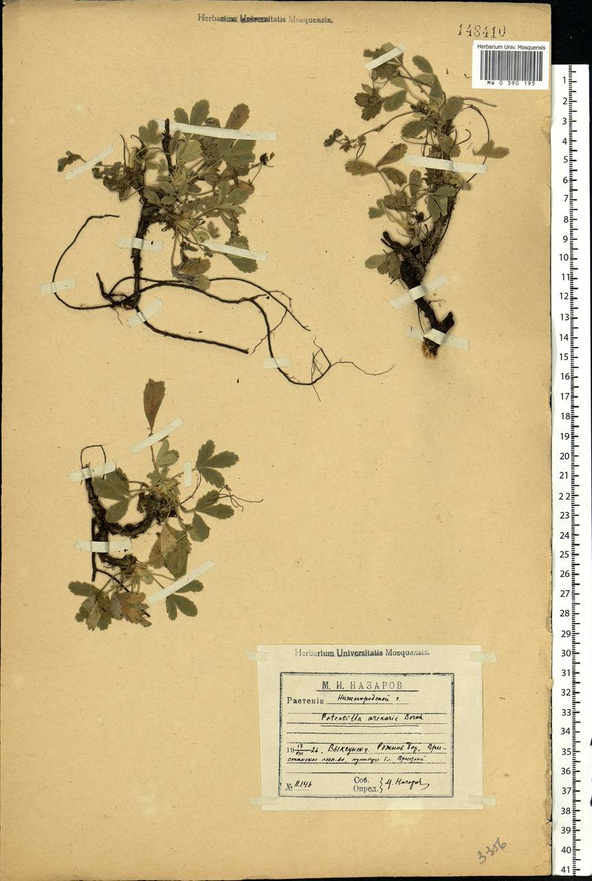 Potentilla cinerea subsp. incana (G. Gaertn., B. Mey. & Scherb.) Asch., Eastern Europe, Volga-Kama region (E7) (Russia)