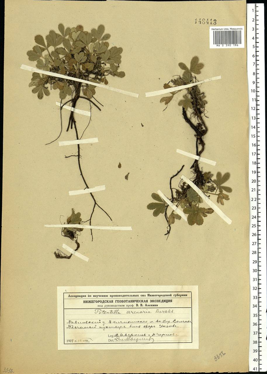 Potentilla cinerea subsp. incana (G. Gaertn., B. Mey. & Scherb.) Asch., Eastern Europe, Volga-Kama region (E7) (Russia)