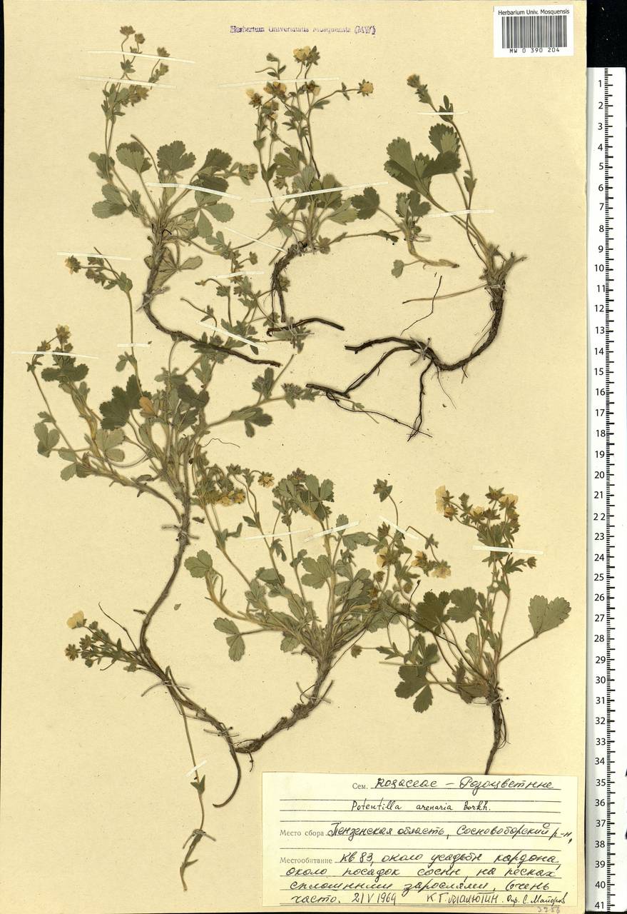 Potentilla cinerea subsp. incana (G. Gaertn., B. Mey. & Scherb.) Asch., Eastern Europe, Middle Volga region (E8) (Russia)