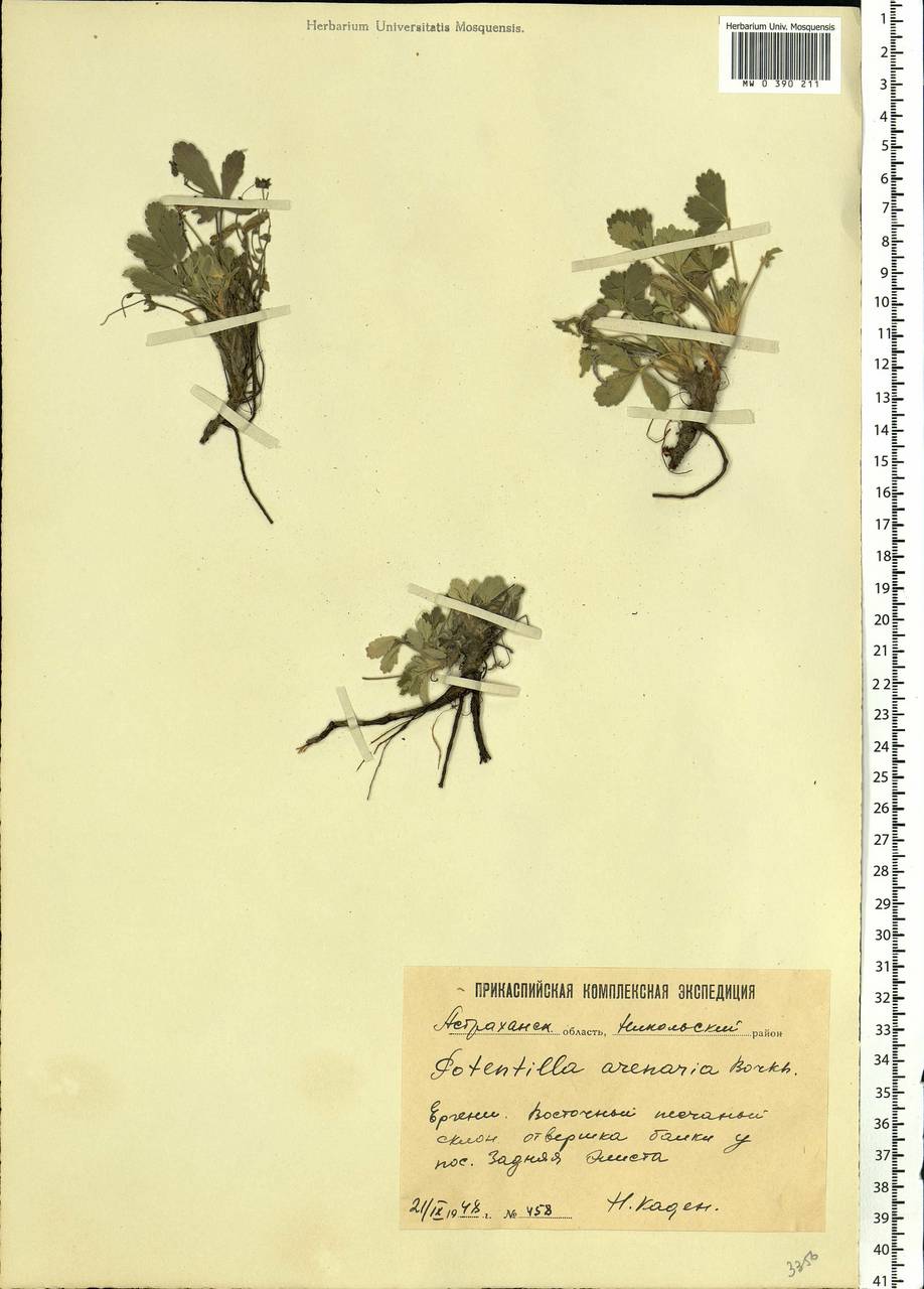 Potentilla cinerea subsp. incana (G. Gaertn., B. Mey. & Scherb.) Asch., Eastern Europe, Lower Volga region (E9) (Russia)