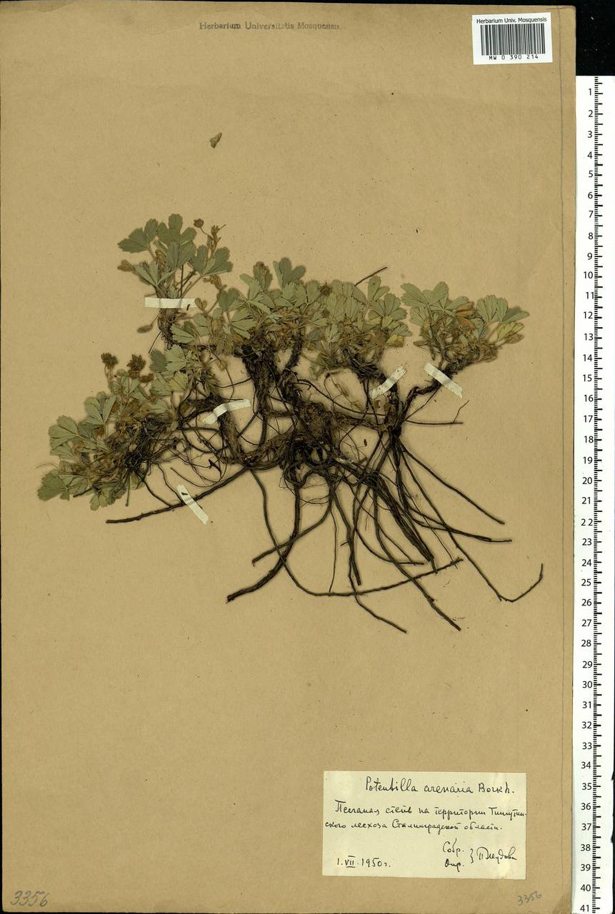 Potentilla cinerea subsp. incana (G. Gaertn., B. Mey. & Scherb.) Asch., Eastern Europe, Lower Volga region (E9) (Russia)