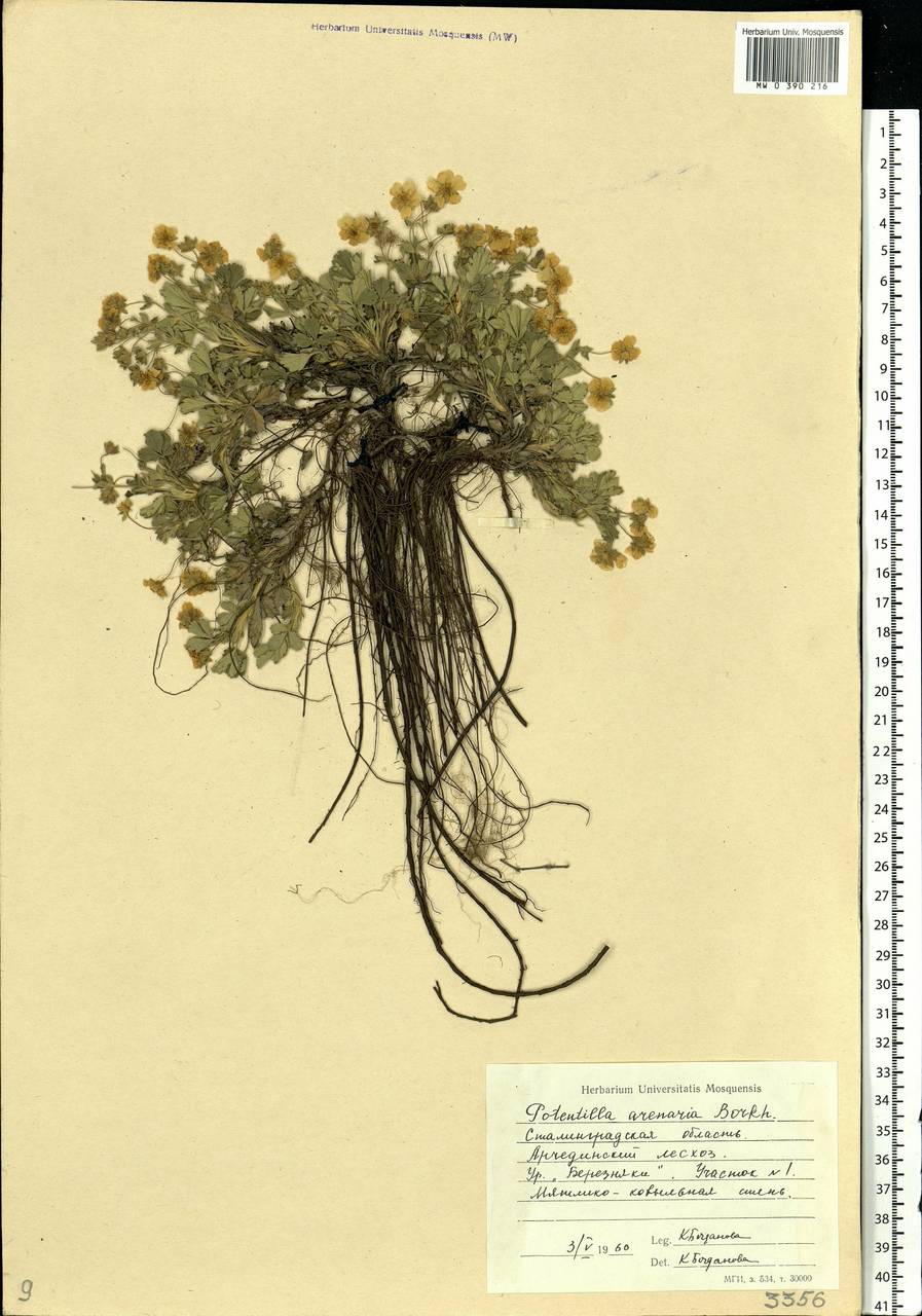Potentilla cinerea subsp. incana (G. Gaertn., B. Mey. & Scherb.) Asch., Eastern Europe, Lower Volga region (E9) (Russia)
