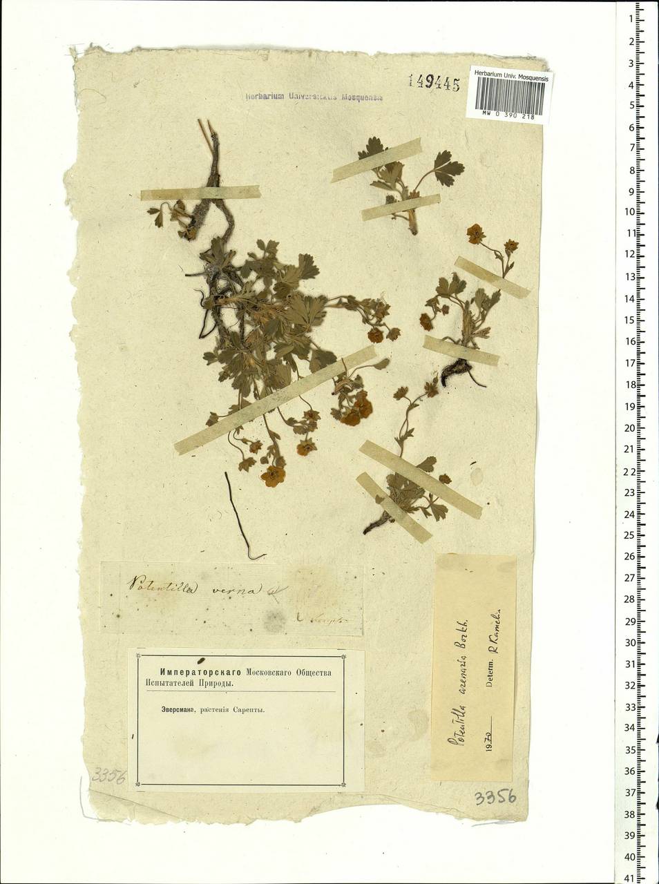 Potentilla cinerea subsp. incana (G. Gaertn., B. Mey. & Scherb.) Asch., Eastern Europe, Lower Volga region (E9) (Russia)