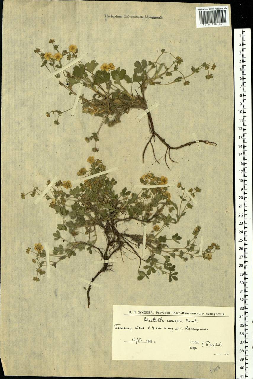 Potentilla cinerea subsp. incana (G. Gaertn., B. Mey. & Scherb.) Asch., Eastern Europe, Lower Volga region (E9) (Russia)