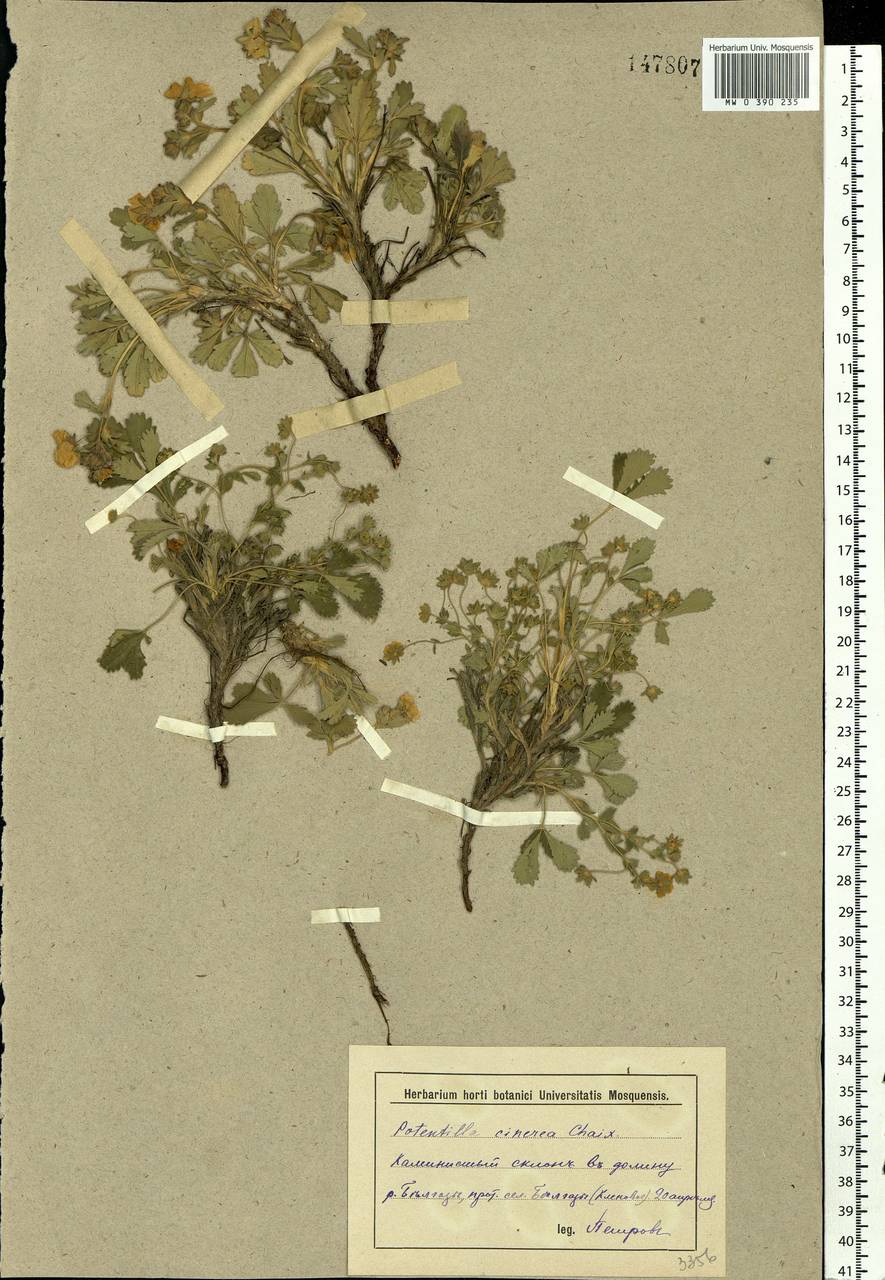 Potentilla cinerea subsp. incana (G. Gaertn., B. Mey. & Scherb.) Asch., Eastern Europe, Lower Volga region (E9) (Russia)