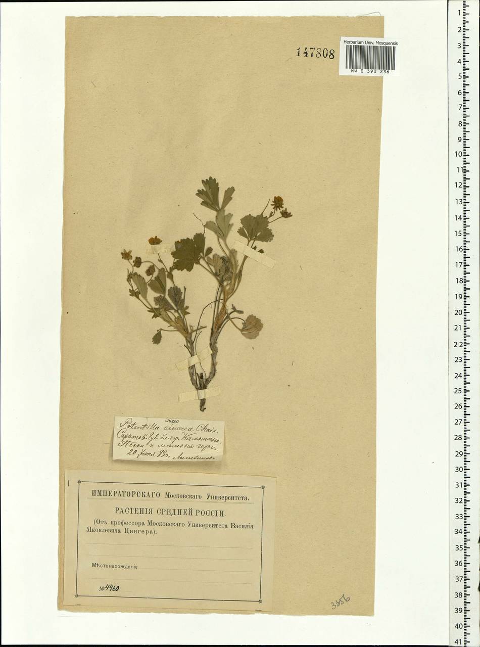 Potentilla cinerea subsp. incana (G. Gaertn., B. Mey. & Scherb.) Asch., Eastern Europe, Lower Volga region (E9) (Russia)