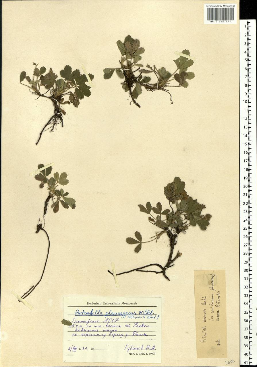 Potentilla cinerea subsp. incana (G. Gaertn., B. Mey. & Scherb.) Asch., Eastern Europe, Eastern region (E10) (Russia)