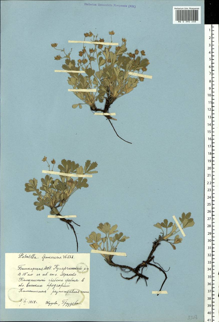 Potentilla cinerea subsp. incana (G. Gaertn., B. Mey. & Scherb.) Asch., Eastern Europe, Eastern region (E10) (Russia)