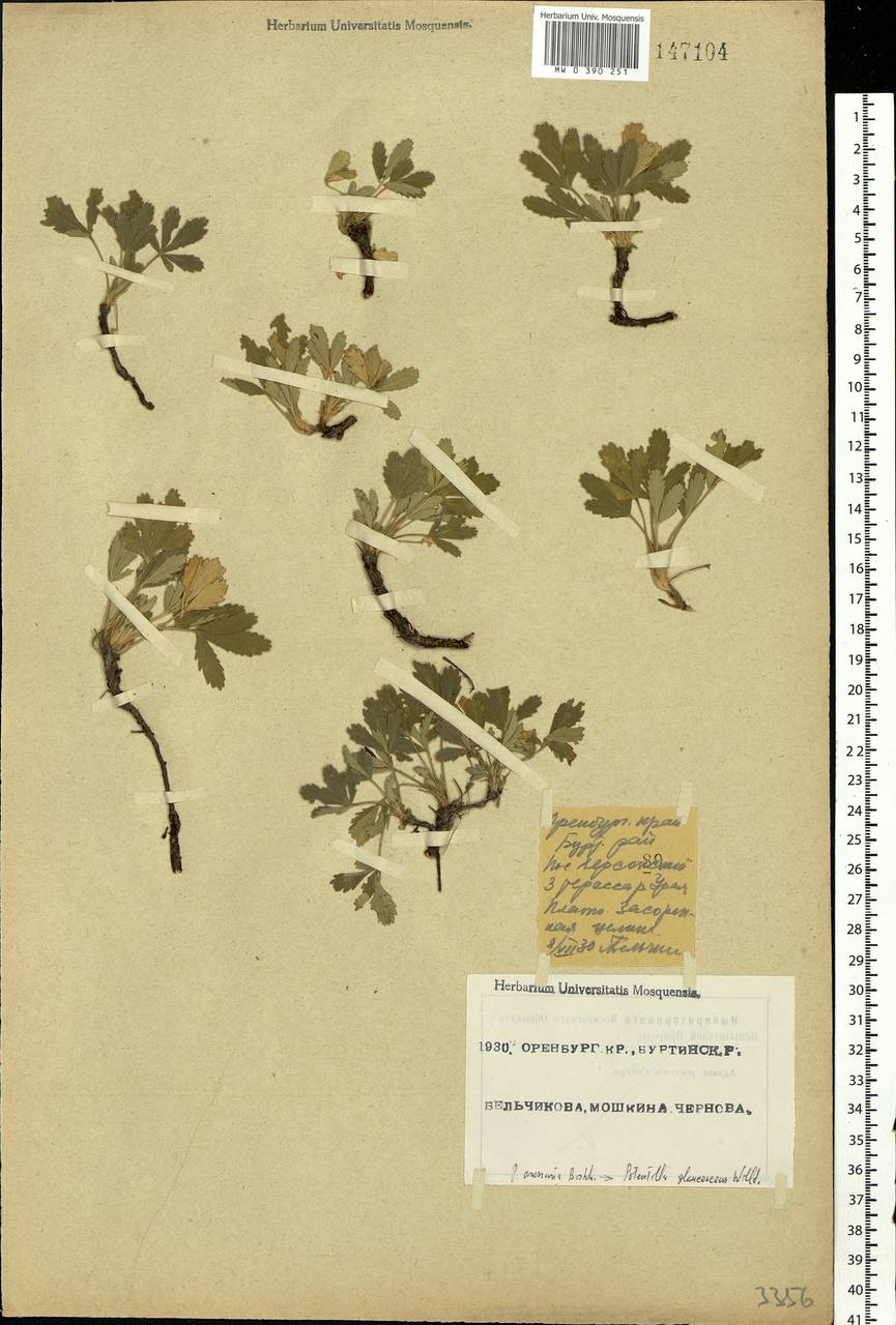 Potentilla cinerea subsp. incana (G. Gaertn., B. Mey. & Scherb.) Asch., Eastern Europe, Eastern region (E10) (Russia)