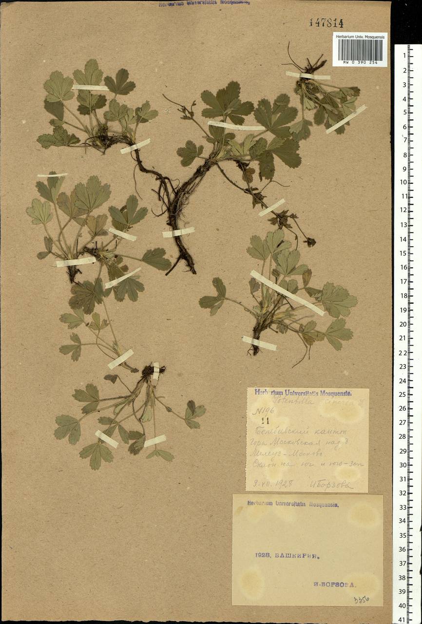 Potentilla cinerea subsp. incana (G. Gaertn., B. Mey. & Scherb.) Asch., Eastern Europe, Eastern region (E10) (Russia)