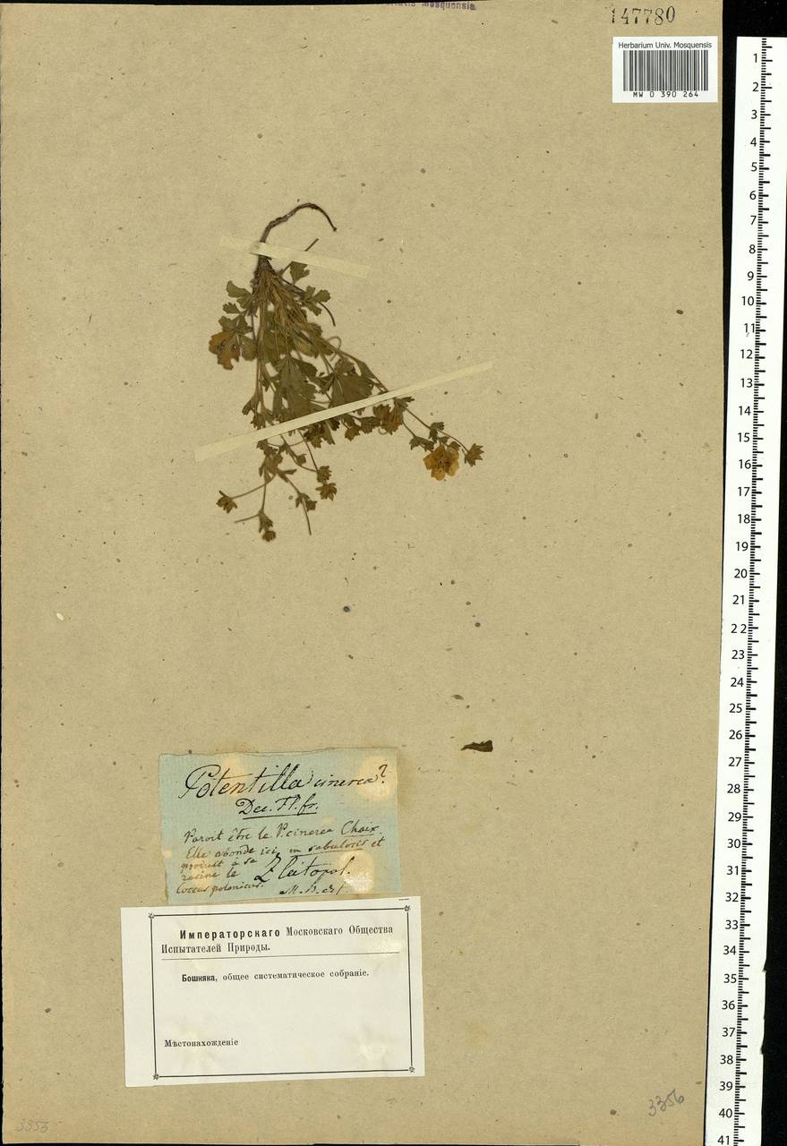 Potentilla cinerea subsp. incana (G. Gaertn., B. Mey. & Scherb.) Asch., Eastern Europe, North Ukrainian region (E11) (Ukraine)