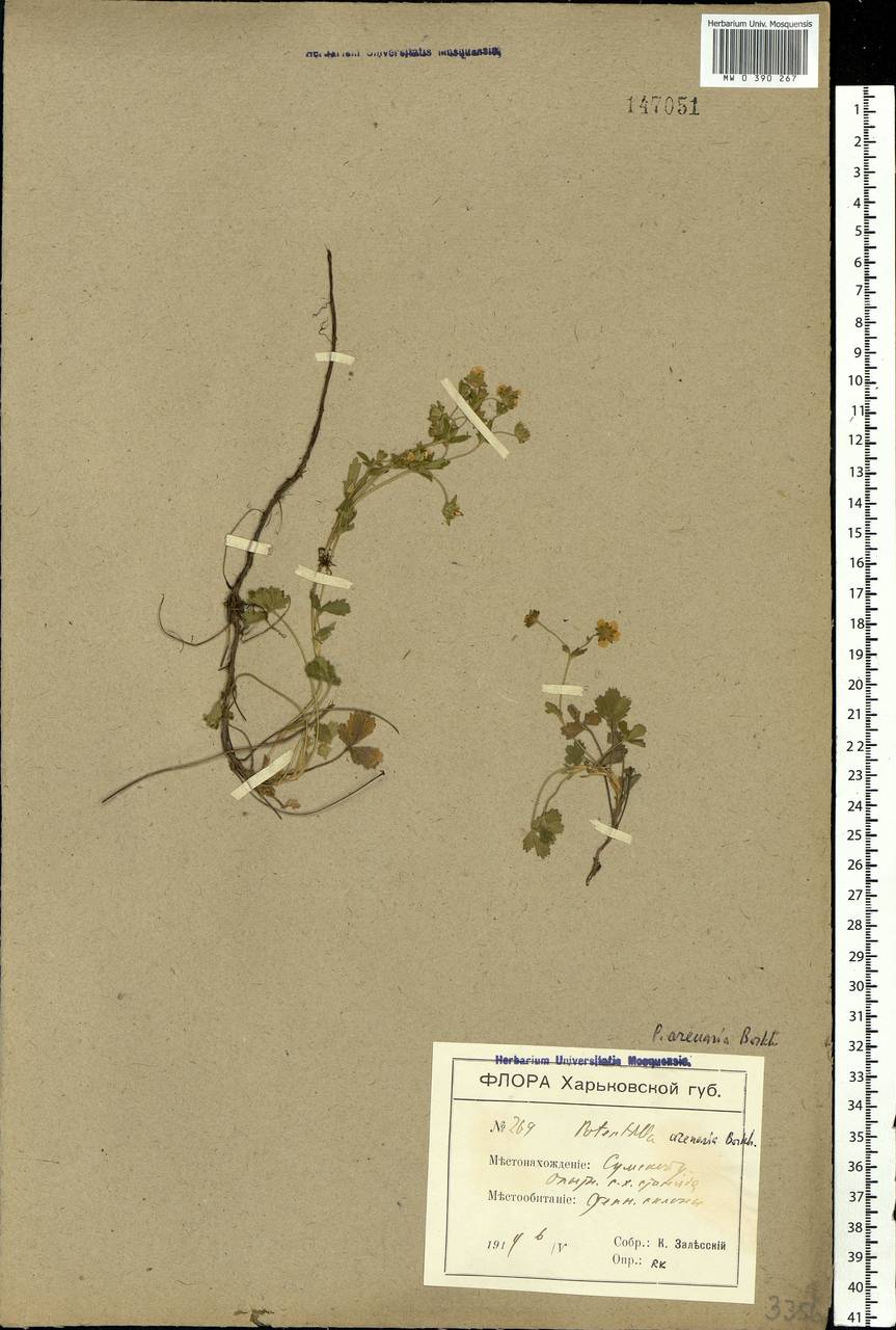 Potentilla cinerea subsp. incana (G. Gaertn., B. Mey. & Scherb.) Asch., Eastern Europe, North Ukrainian region (E11) (Ukraine)