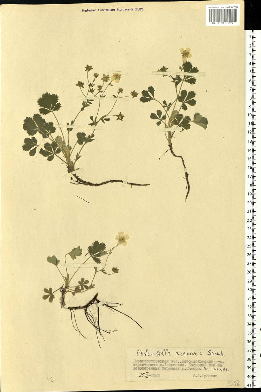 Potentilla cinerea subsp. incana (G. Gaertn., B. Mey. & Scherb.) Asch., Eastern Europe, South Ukrainian region (E12) (Ukraine)