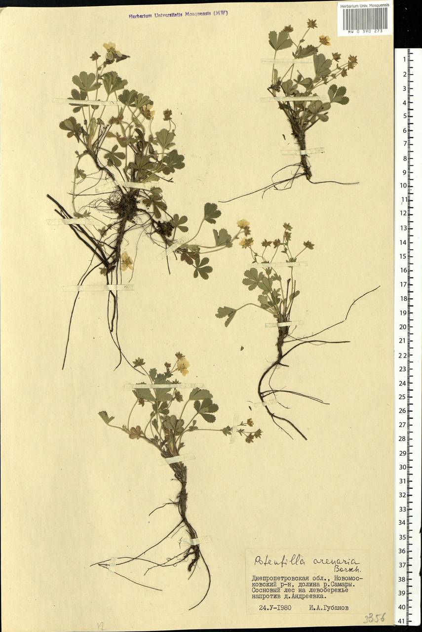 Potentilla cinerea subsp. incana (G. Gaertn., B. Mey. & Scherb.) Asch., Eastern Europe, South Ukrainian region (E12) (Ukraine)