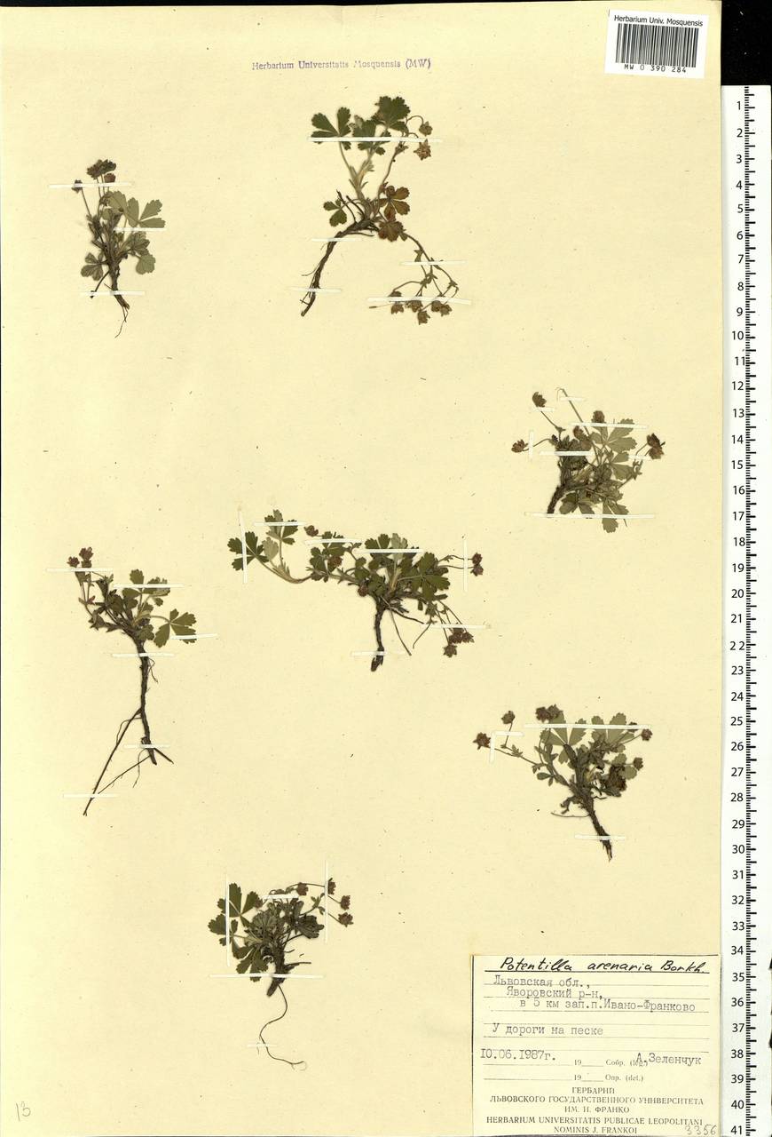 Potentilla cinerea subsp. incana (G.Gaertn., B.Mey. & Scherb.) Asch., Eastern Europe, West Ukrainian region (E13) (Ukraine)