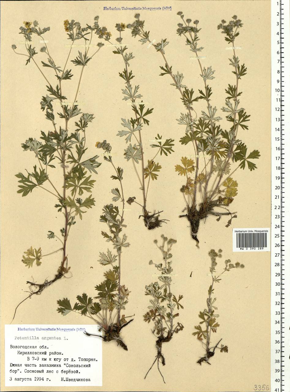 Potentilla argentea L., Eastern Europe, Northern region (E1) (Russia)