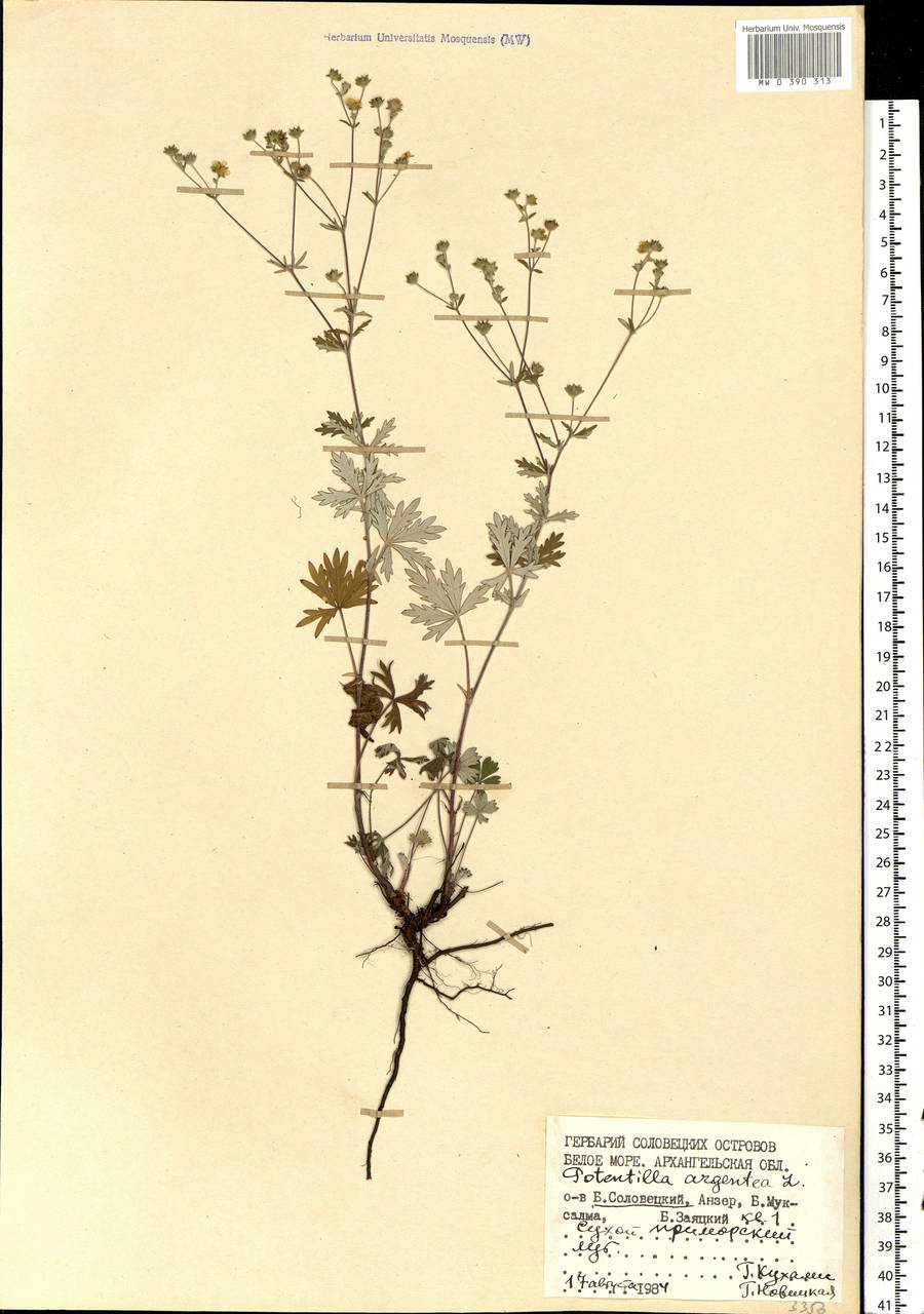 Potentilla argentea L., Eastern Europe, Northern region (E1) (Russia)