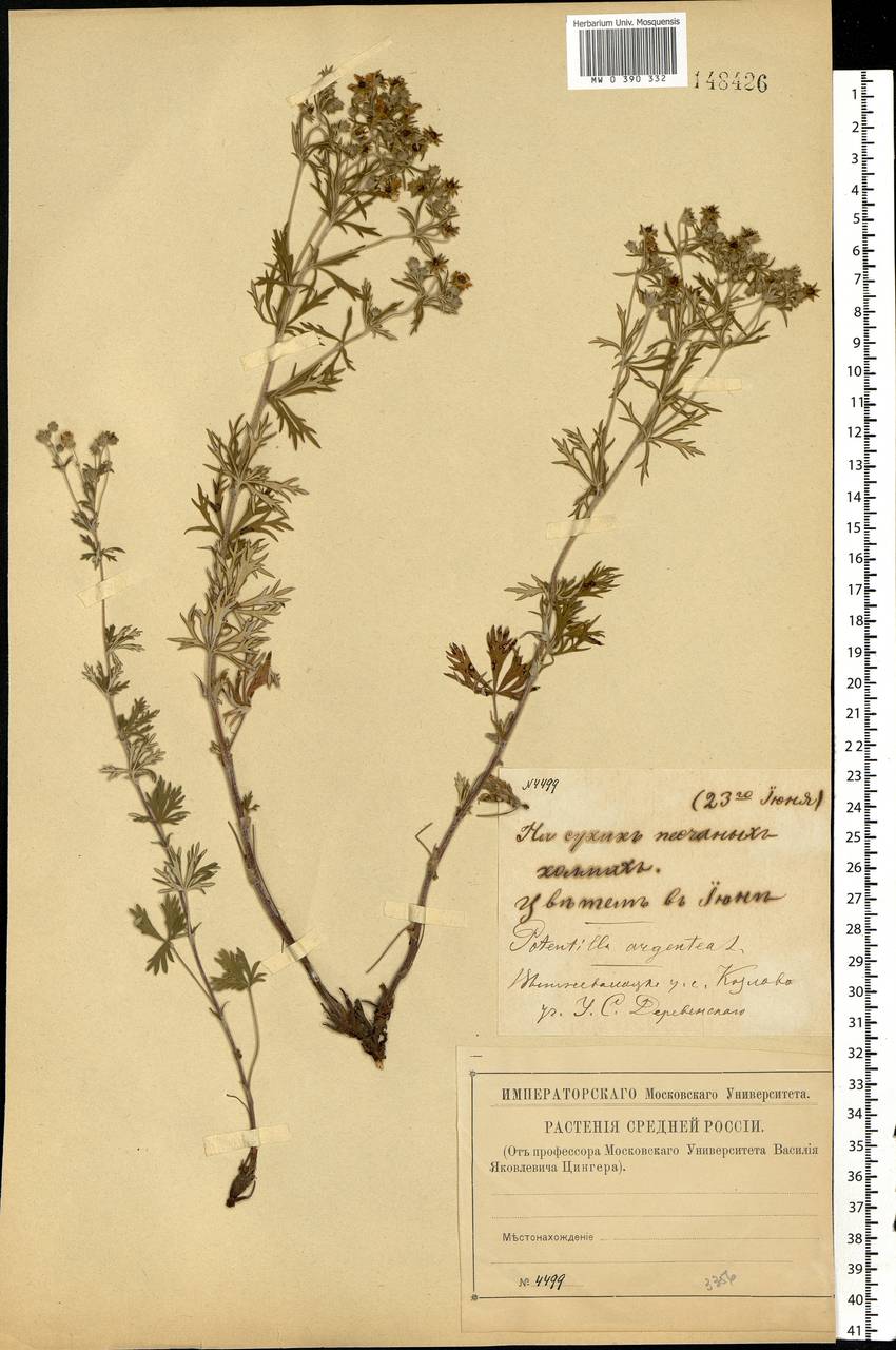Potentilla argentea L., Eastern Europe, North-Western region (E2) (Russia)