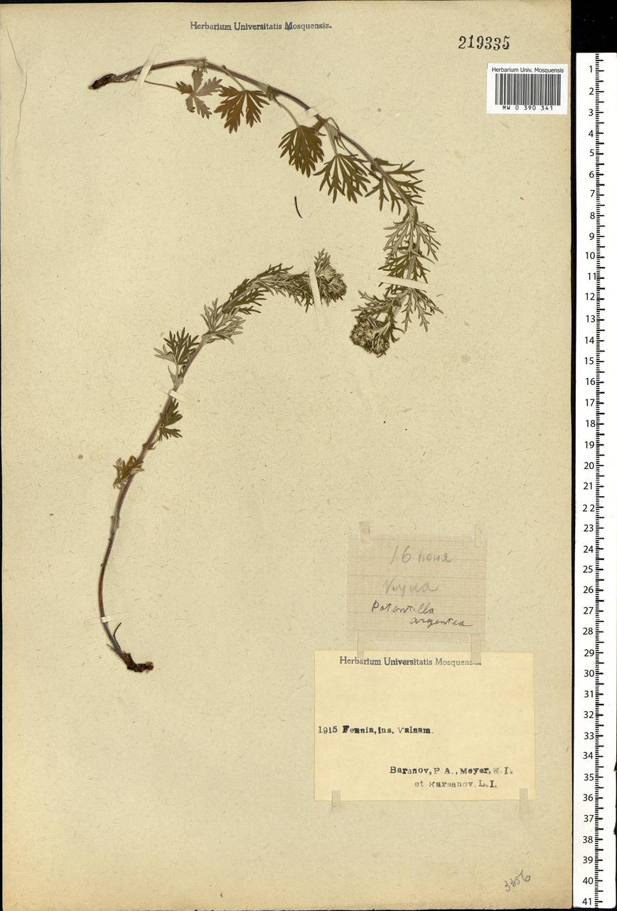 Potentilla argentea L., Eastern Europe, Northern region (E1) (Russia)