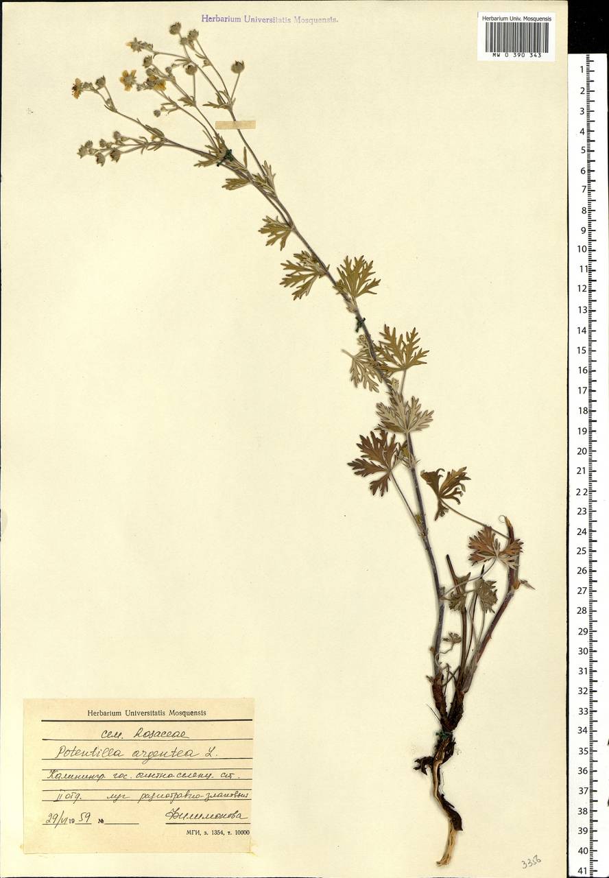 Potentilla argentea L., Eastern Europe, North-Western region (E2) (Russia)