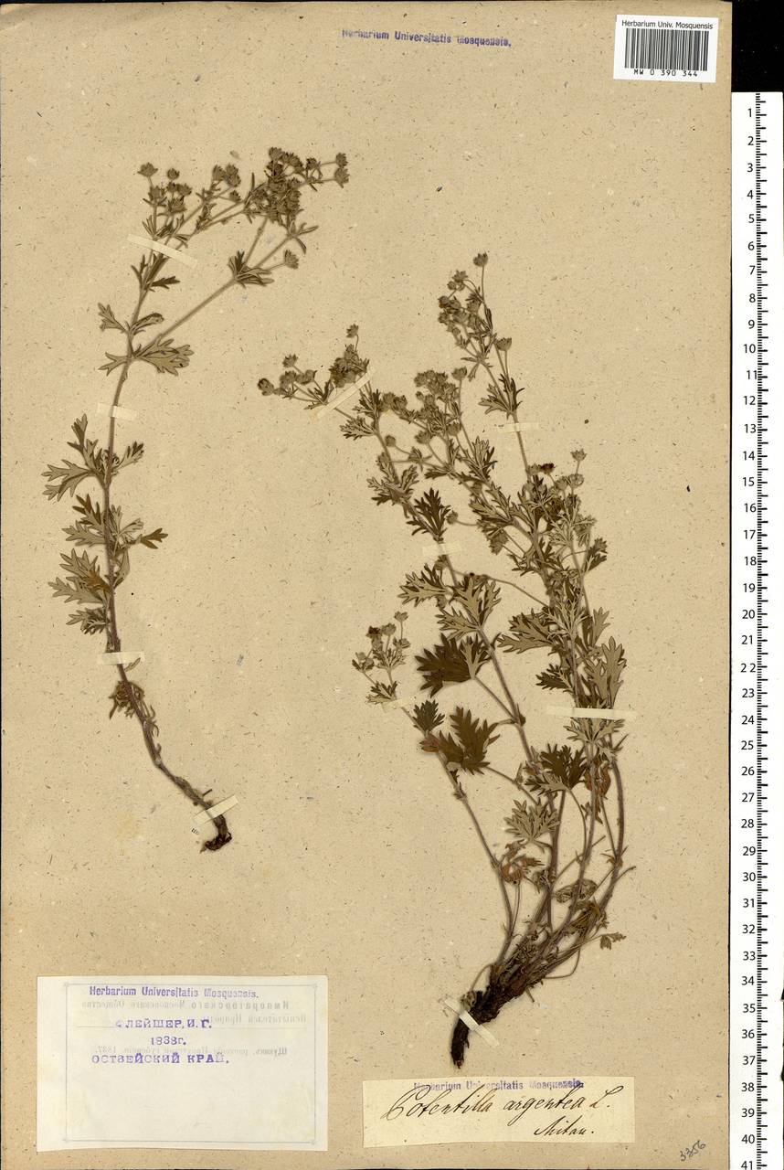 Potentilla argentea L., Eastern Europe, Latvia (E2b) (Latvia)