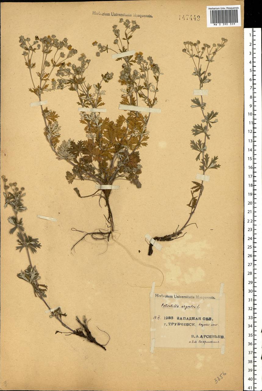Potentilla argentea L., Eastern Europe, Western region (E3) (Russia)