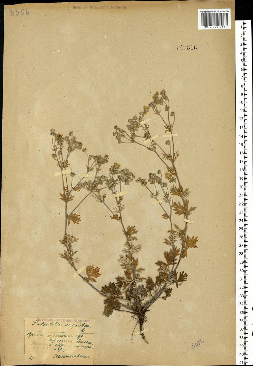 Potentilla argentea L., Eastern Europe, Western region (E3) (Russia)