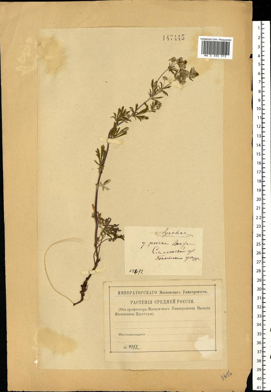Potentilla argentea L., Eastern Europe, Western region (E3) (Russia)