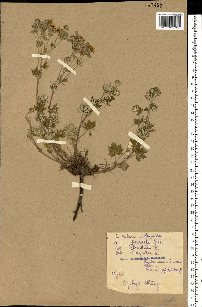 Potentilla argentea L., Eastern Europe, North-Western region (E2) (Russia)