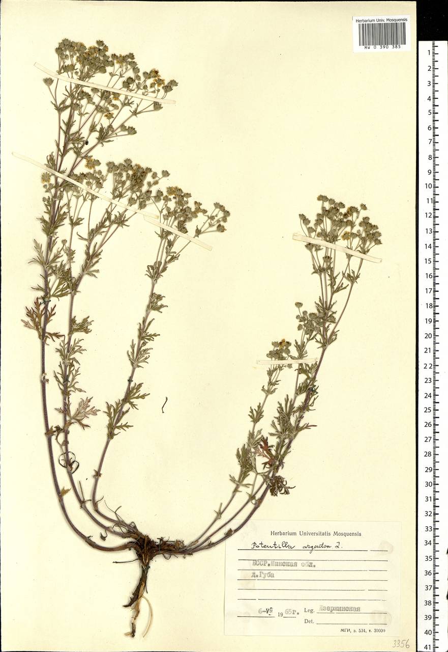 Potentilla argentea L., Eastern Europe, Belarus (E3a) (Belarus)