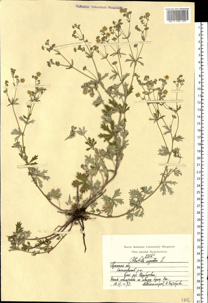 Potentilla argentea L., Eastern Europe, Central region (E4) (Russia)