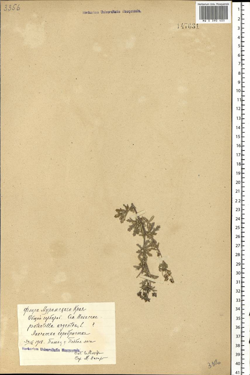 Potentilla argentea L., Eastern Europe, Central region (E4) (Russia)