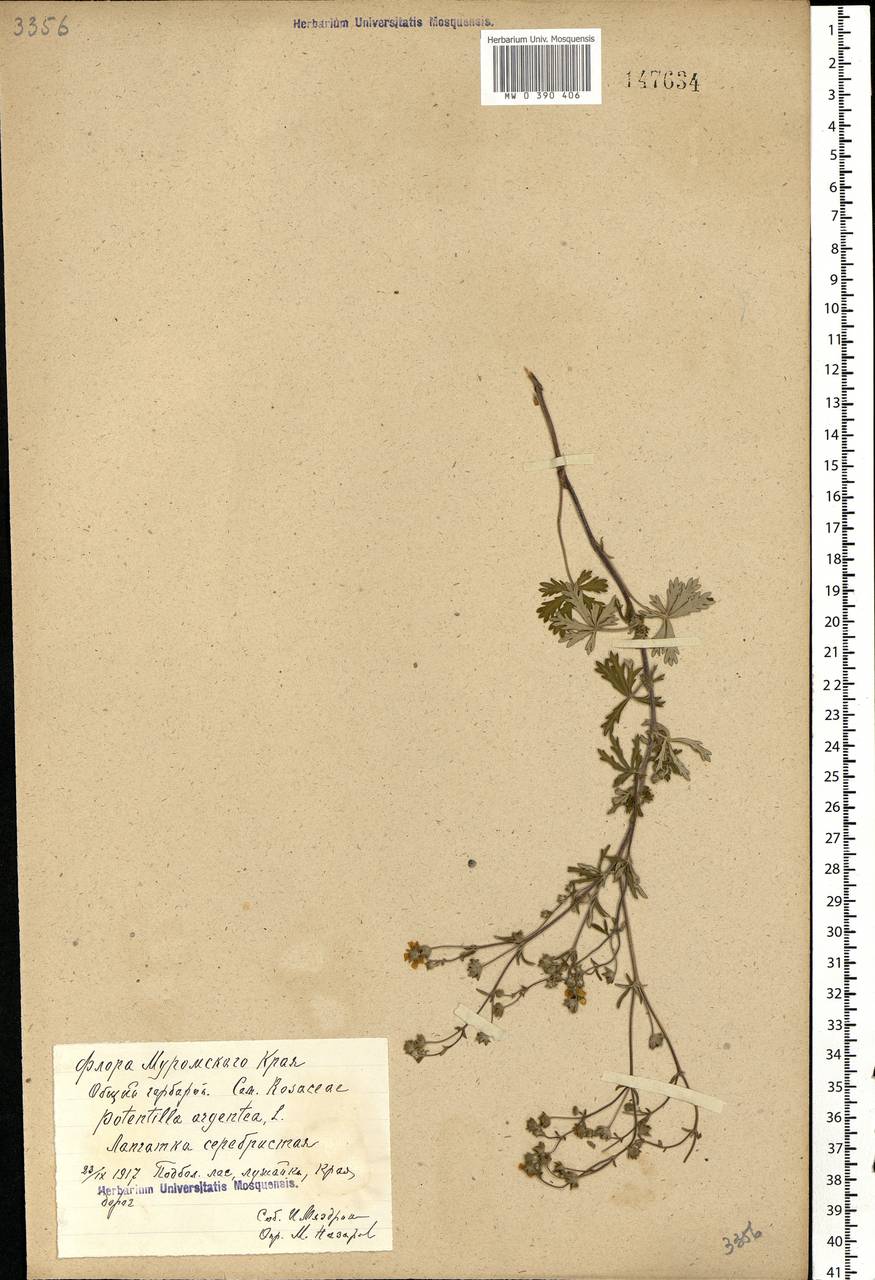 Potentilla argentea L., Eastern Europe, Central region (E4) (Russia)