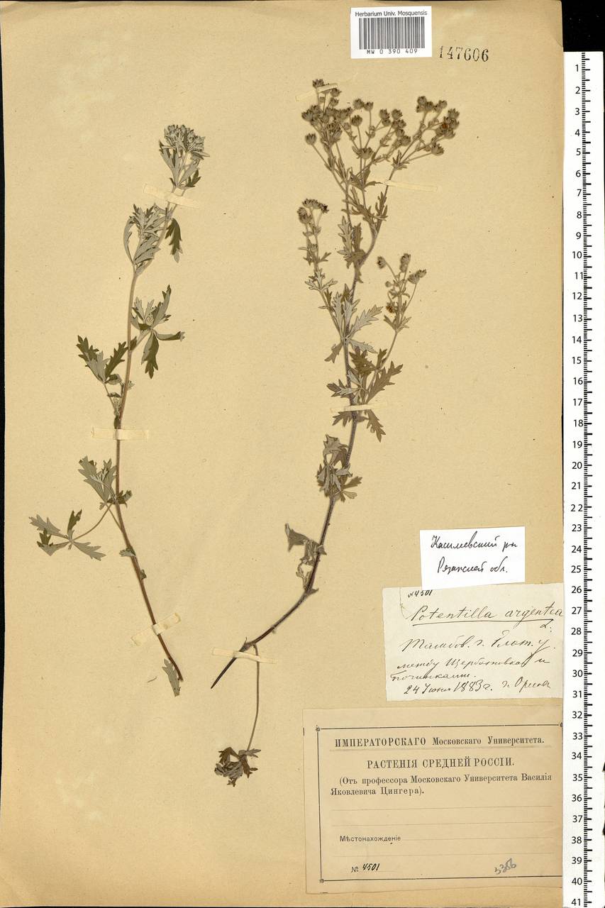 Potentilla argentea L., Eastern Europe, Central region (E4) (Russia)