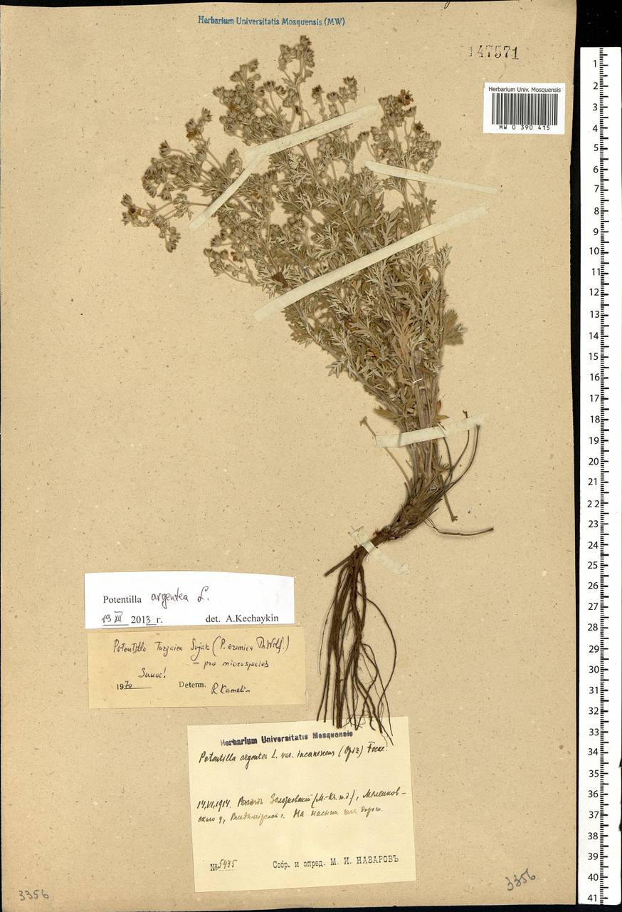 Potentilla argentea L., Eastern Europe, Central region (E4) (Russia)
