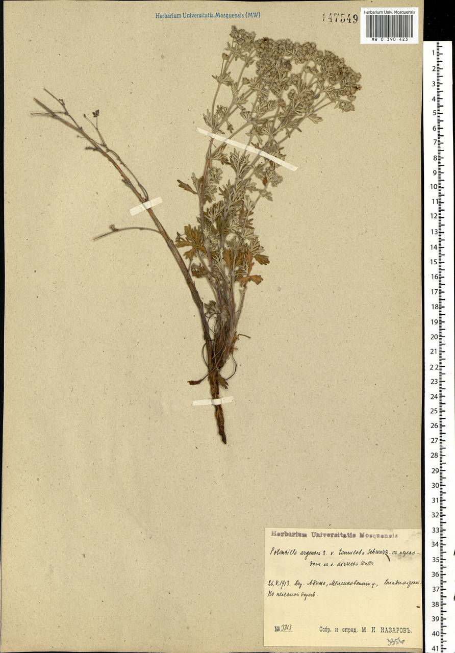 Potentilla argentea L., Eastern Europe, Central region (E4) (Russia)