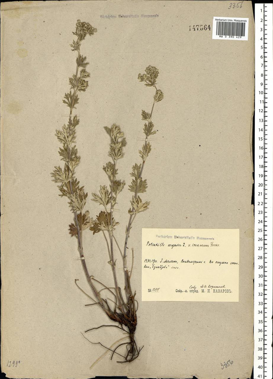 Potentilla argentea L., Eastern Europe, Central region (E4) (Russia)