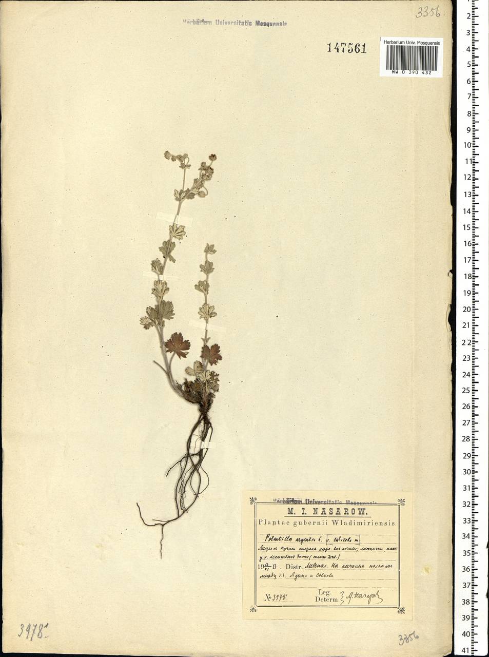Potentilla argentea L., Eastern Europe, Central region (E4) (Russia)