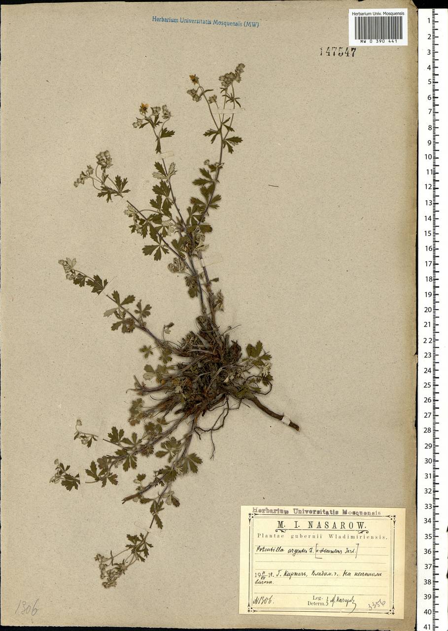 Potentilla argentea L., Eastern Europe, Central region (E4) (Russia)