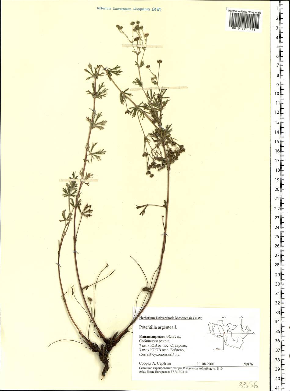 Potentilla argentea L., Eastern Europe, Central region (E4) (Russia)