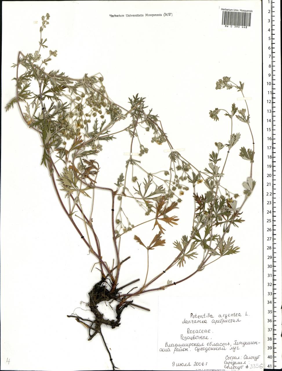 Potentilla argentea L., Eastern Europe, Central region (E4) (Russia)