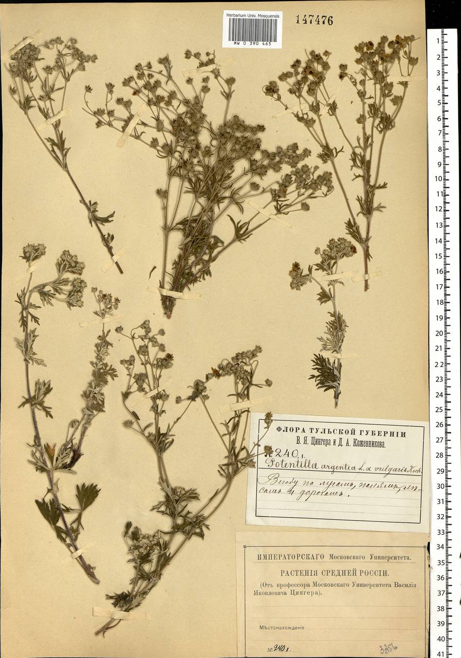 Potentilla argentea L., Eastern Europe, Central region (E4) (Russia)