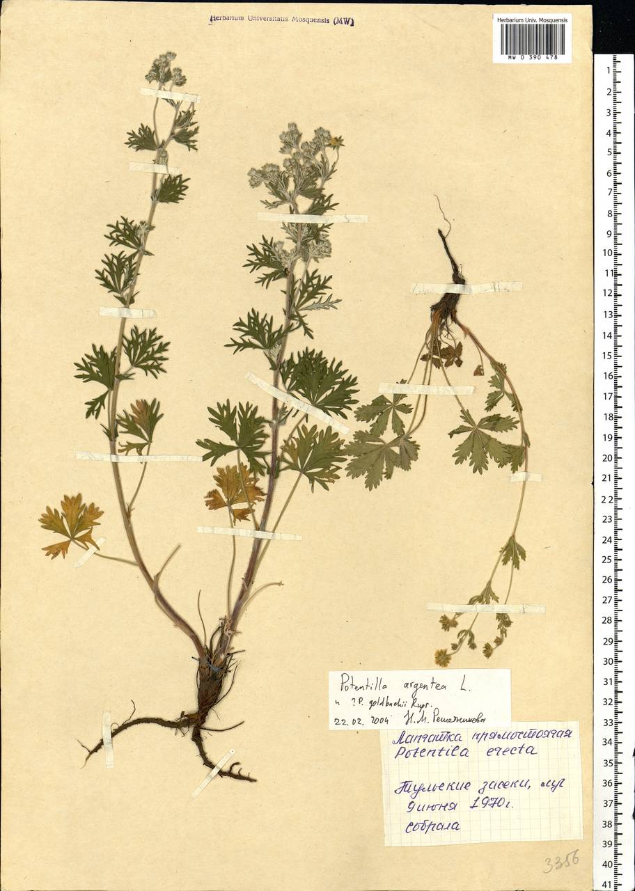 Potentilla argentea L., Eastern Europe, Central region (E4) (Russia)